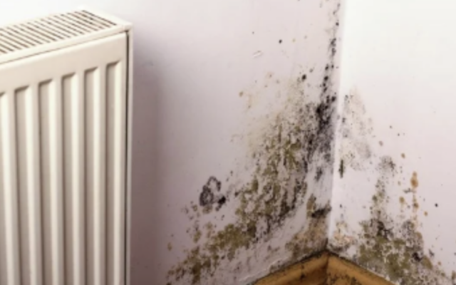 Exemple de dégâts liés à une mauvaise ventilation après isolation : apparition de moisissures sur les murs intérieurs.